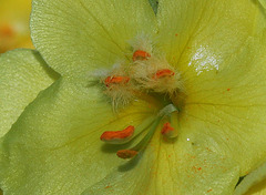 Verbascum phlomoïdes