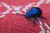 Blue bug