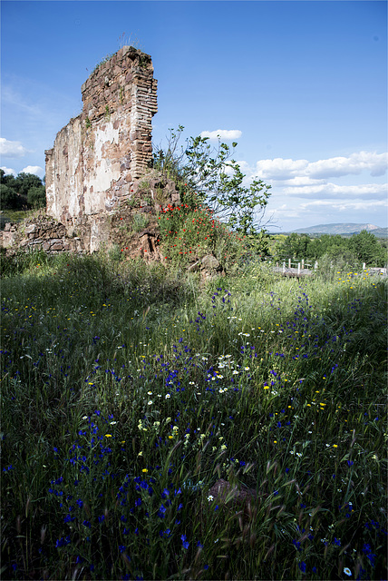 Primavera en las ruinas
