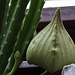 20120829 1266RMw [D~LIP] Kaktus (Stapelia), Bad Salzuflen