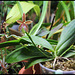 Phalaenopsis tetraspis x cornu-cervi thalebani