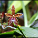 Phalaenopsis'Meen Estrella '= tetraspis x cornu-cervi thalebanii