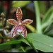 Phalaenopsis'Meen Estrella '= tetraspis x cornu-cervi thalebanii