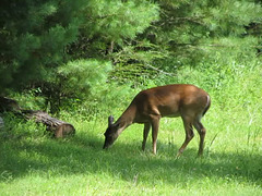 White Tailed Deer - Video 1