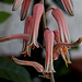 Aloe somaliensis (2)