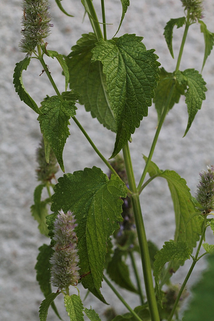 Agastache urticifolia (2)