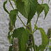 Agastache urticifolia (2)