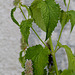 Agastache urticifolia (3)