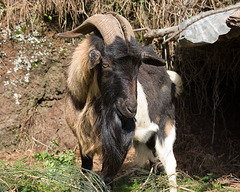 Island Goat