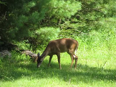 White Tailed Deer - Video 2