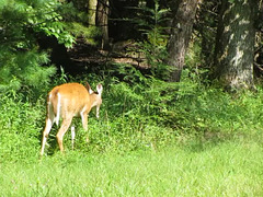 White Tailed Deer - Video 3