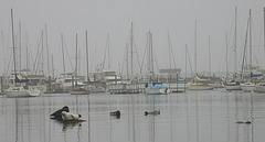 Monterey, Harbor seals