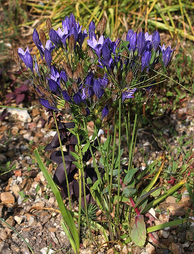 Tritelia laxa-brodiaeae Tritelia laxa-brodiaeae