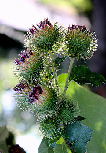 Arctium lappa - Grande Bardane (7) Arctium lappa - Grande Bardane (7)