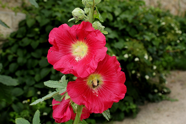 Althaea rosea -Rose trémière