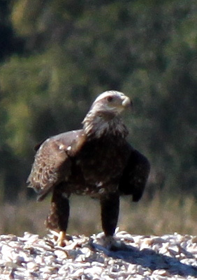 Young bald eagle