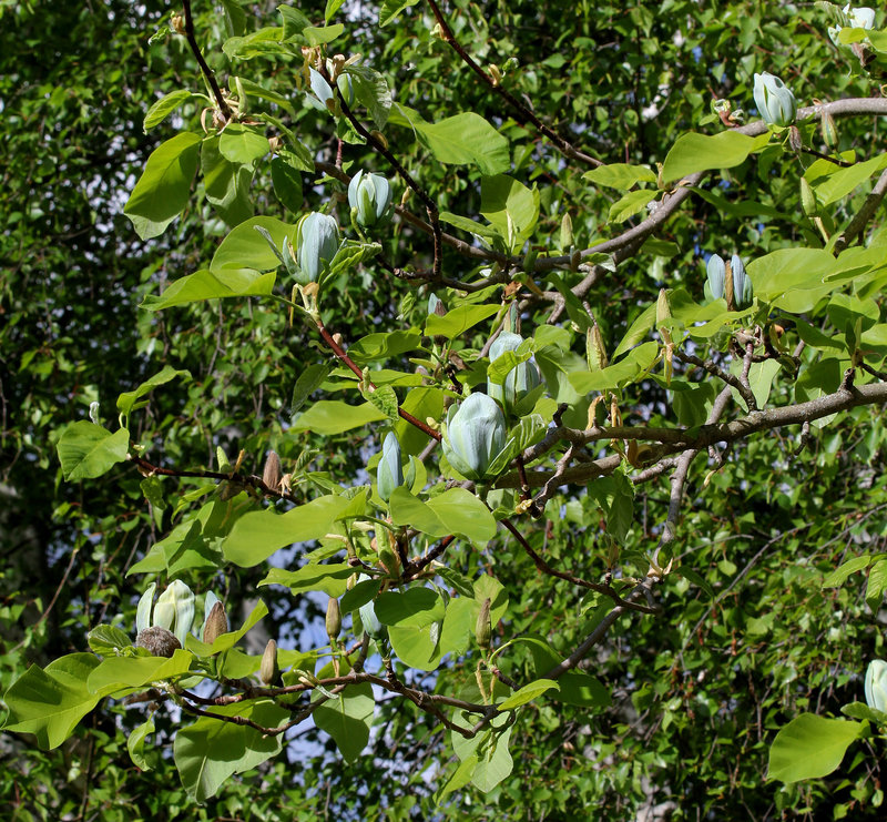 Magnolia acuminata (11)