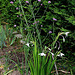 bouquet de Gladiolus et Verbena