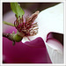Verblühte Magnolie