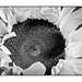 Sunflower Infrared