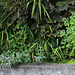 Murs végétalisés - détails- Mentha spicata