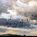 Flock and clouds