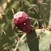 Prickly pear fruit