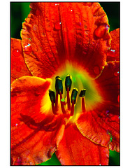 Day Lily on Fire