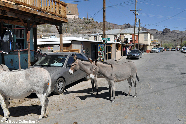 AZ town of oatman 06'14 05 AZ town of oatman 06'14 05