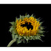 Sunflower SOOC