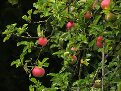 Herbstlicher Apfelbaum
