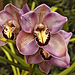 Orchids – Phipps Conservatory, Pittsburgh, Pennsylvania