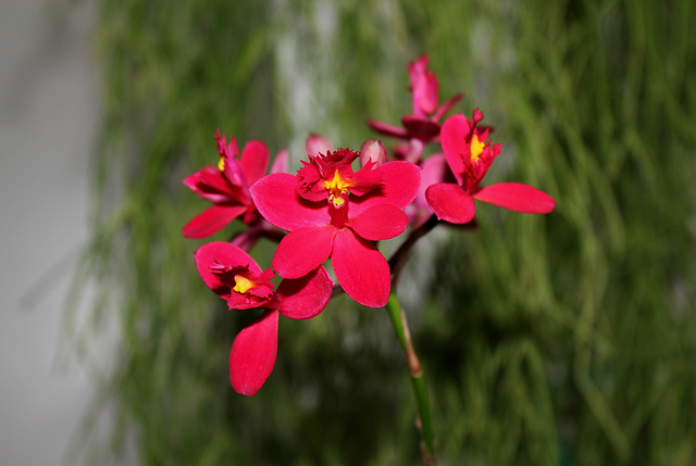 Epidendrum hybride ( X ibaguense )