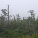 Cadillac Mountain in the Mist – Acadia National Park, Maine