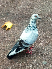 Leaf that turned over new pigeon