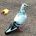 Leaf that turned over new pigeon