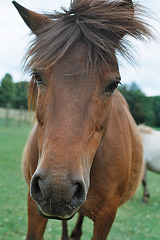 Lamer ponies (7)