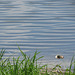 Lake and Apple Snail Shell ---