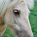 Lamer ponies (5)
