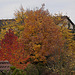 201121020 1651RAw [D-LIP] Herbstfarben bei bedecktem Himmel