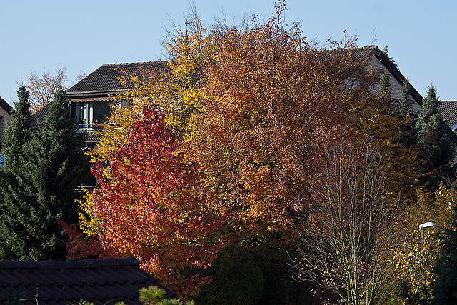 20121021 1653RAw [D-LIP] Herbstfarben bei Sonnensschein
