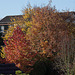 20121021 1653RAw [D-LIP] Herbstfarben bei Sonnensschein