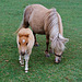 Lamer ponies (4)
