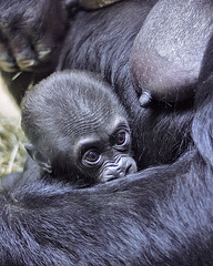 The Baby Gorilla
