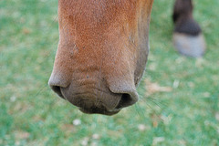 Lamer ponies (6)