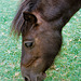 Lamer ponies (1)