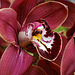 "Hot Stuff" Orchid – Brookside Gardens