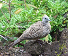 Zebra Dove (Geopelia striata) also known as Barred Ground Dove in Pattaya IP