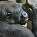 Profile of a Gorilla