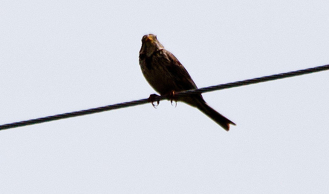 20120516 0049RTw [E] Greifvogel, Belen, Extremadura